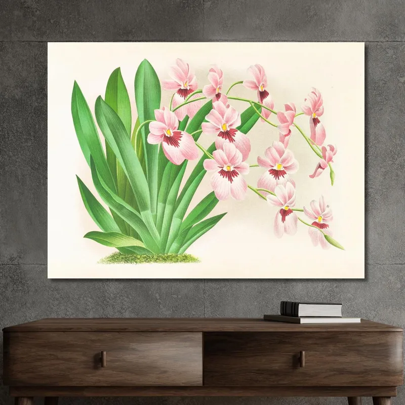 Botanische Illustrationen Miltonia Vexillaria Jean Jules Linden