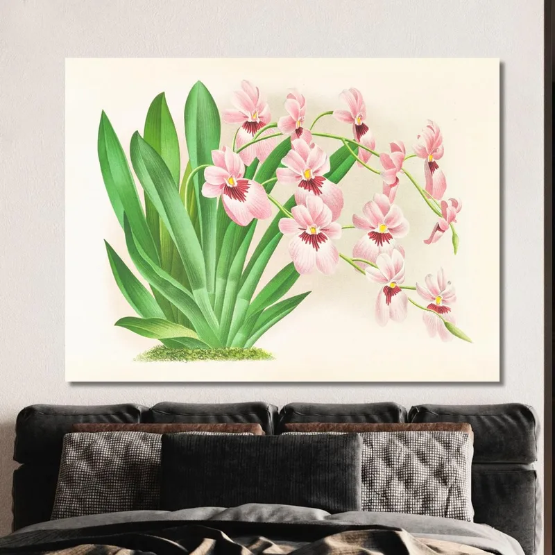 Botanische Illustrationen Miltonia Vexillaria Jean Jules Linden