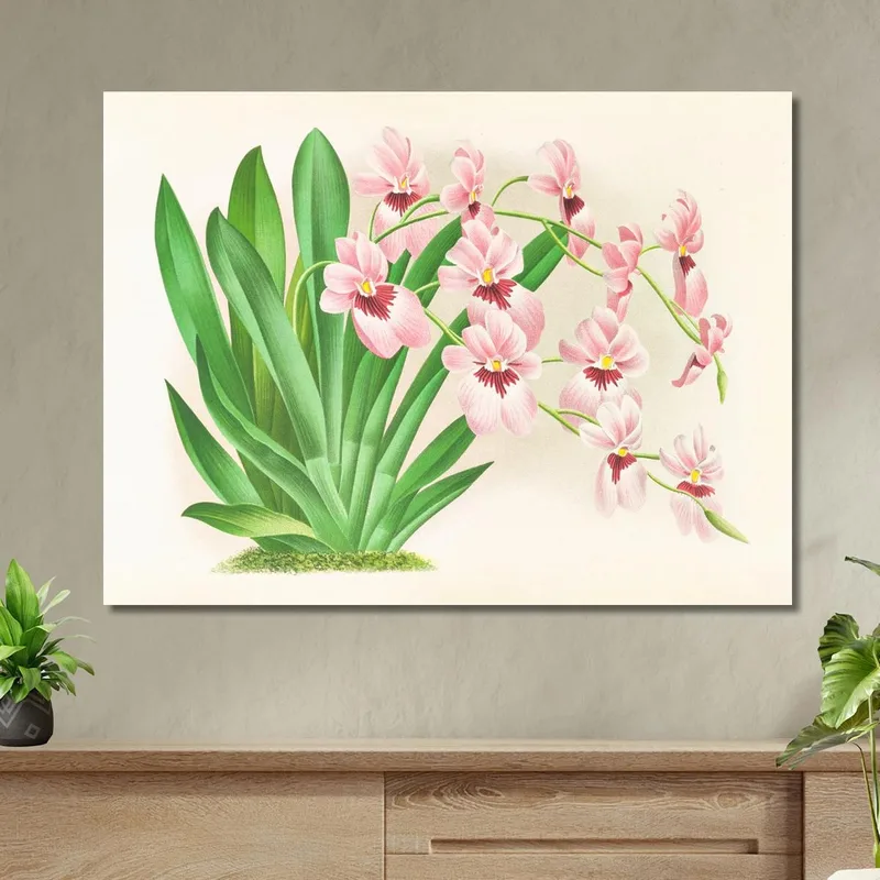 Botanische Illustrationen Miltonia Vexillaria Jean Jules Linden