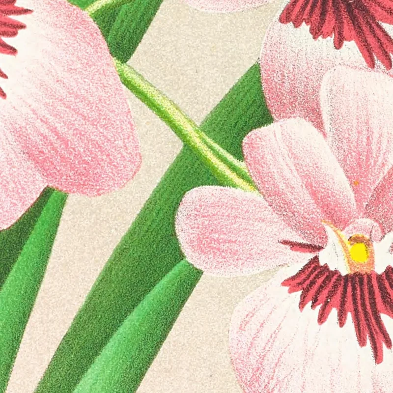 Botanische Illustrationen Miltonia Vexillaria Jean Jules Linden