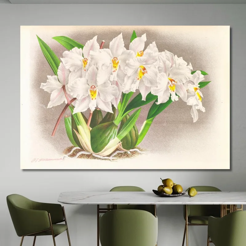 Illustrations Botaniques  Odontoglossum Alexandrae Jean Jules Linden