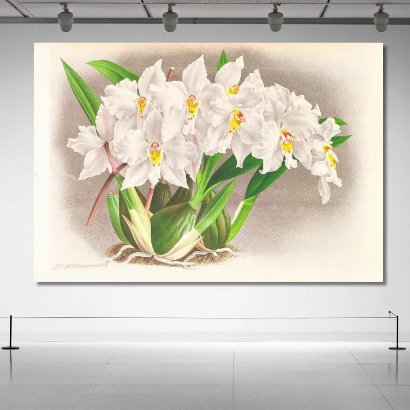 Illustrations Botaniques  Odontoglossum Alexandrae Jean Jules Linden