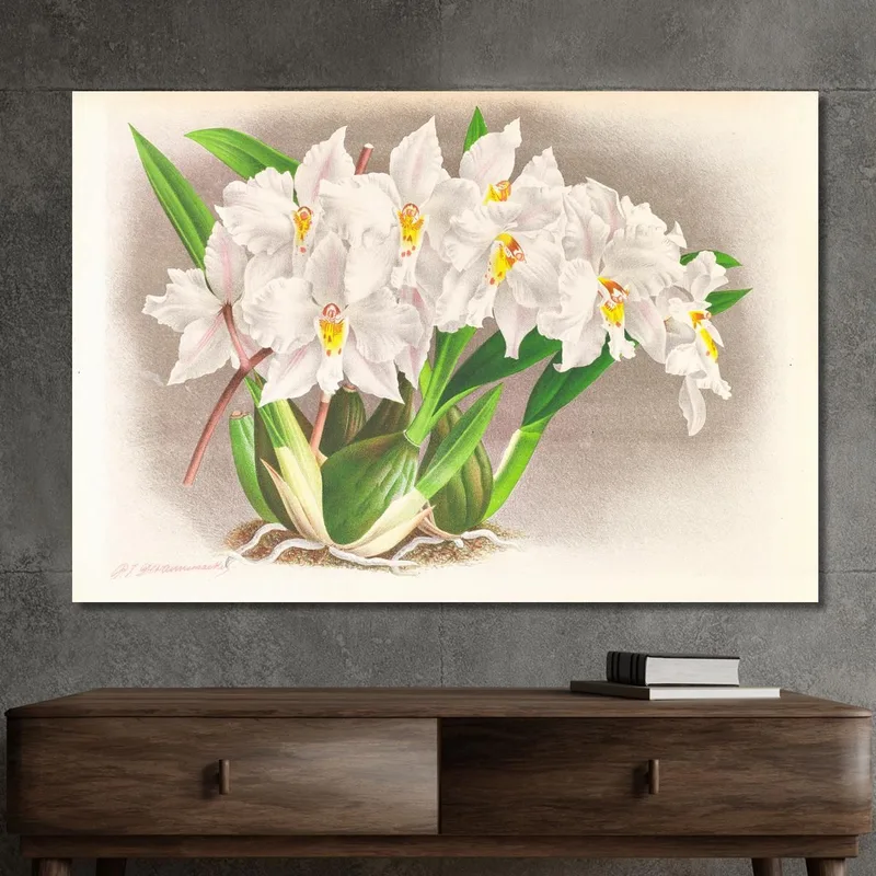 Illustrations Botaniques  Odontoglossum Alexandrae Jean Jules Linden