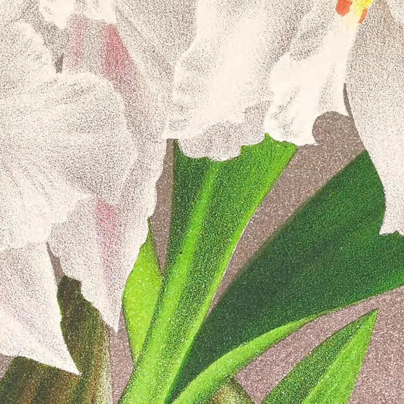 Illustrations Botaniques  Odontoglossum Alexandrae Jean Jules Linden