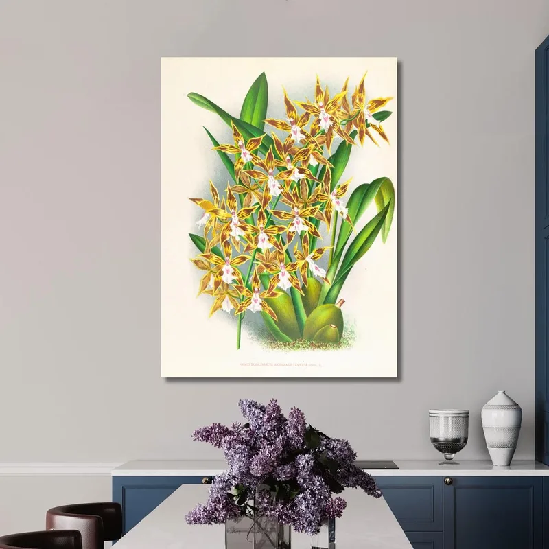 Ilustraciones Botánicas  Odontoglossum Boddaertianum Jean Jules Linden