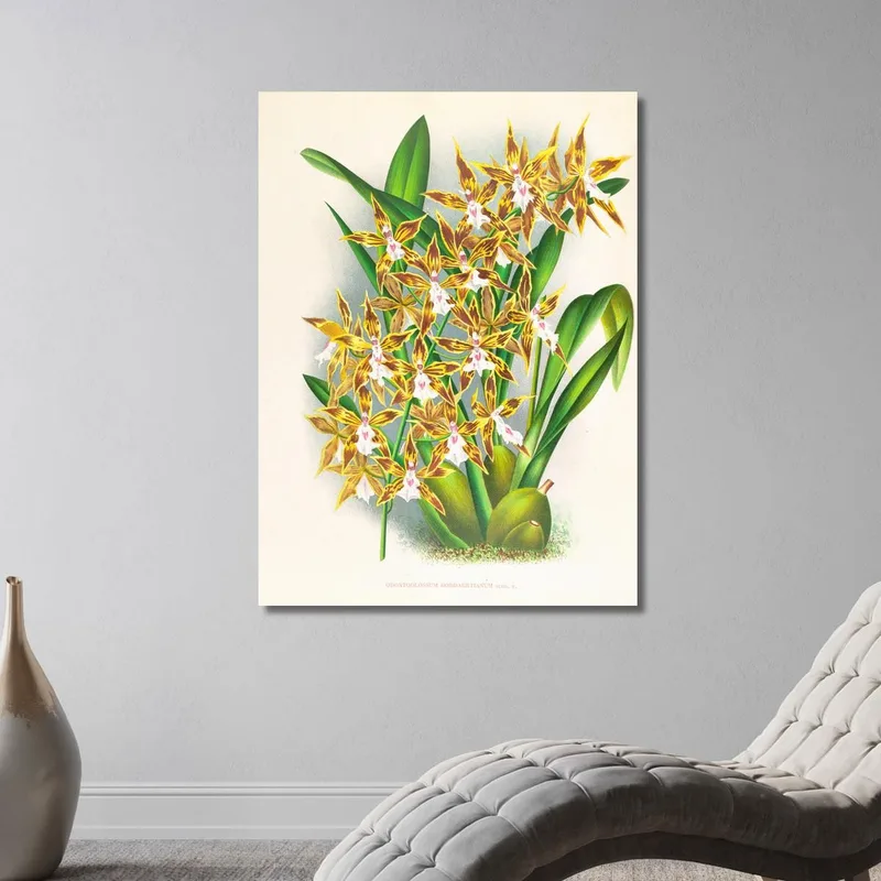 Ilustraciones Botánicas  Odontoglossum Boddaertianum Jean Jules Linden