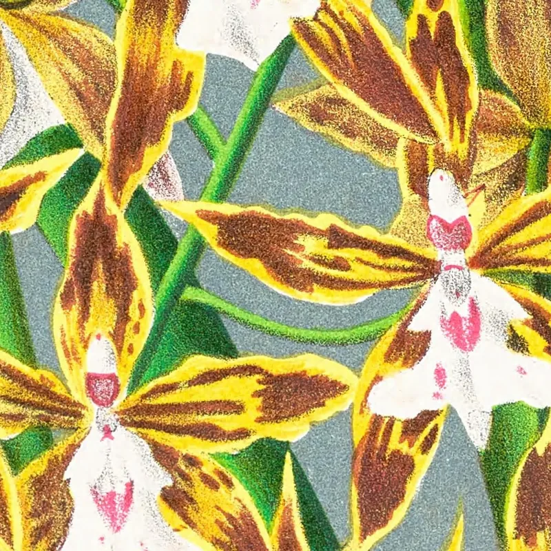 Ilustraciones Botánicas  Odontoglossum Boddaertianum Jean Jules Linden