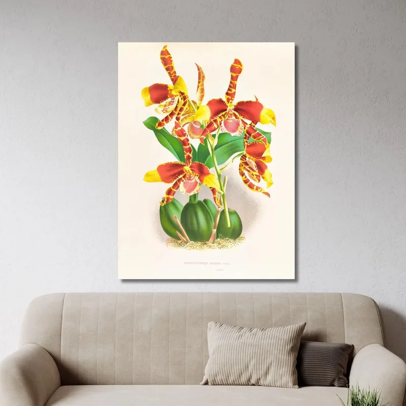 Botanische Illustrationen Odontoglossum Grande Jean Jules Linden
