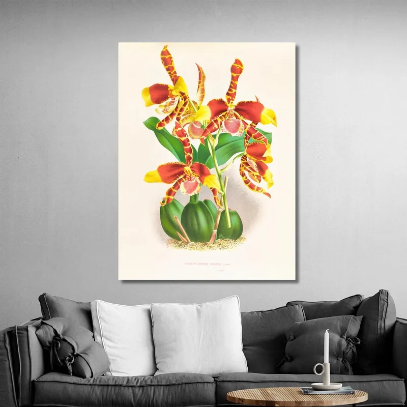 Botanische Illustrationen Odontoglossum Grande Jean Jules Linden