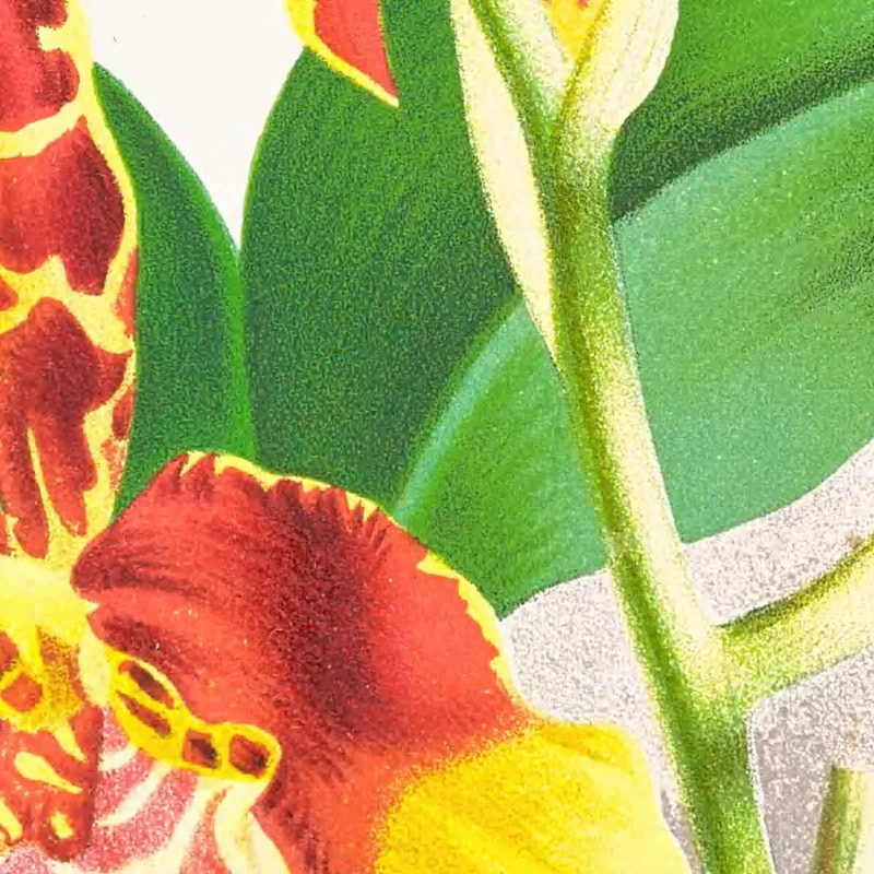 Botanische Illustrationen Odontoglossum Grande Jean Jules Linden