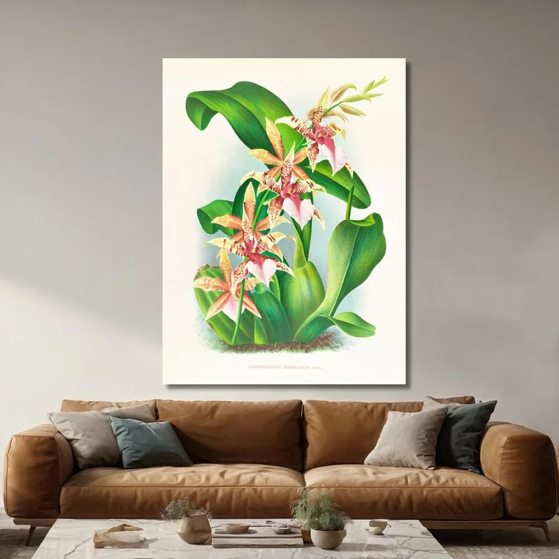 Ilustraciones Botánicas  Odontoglossum Hastilabium Jean Jules Linden