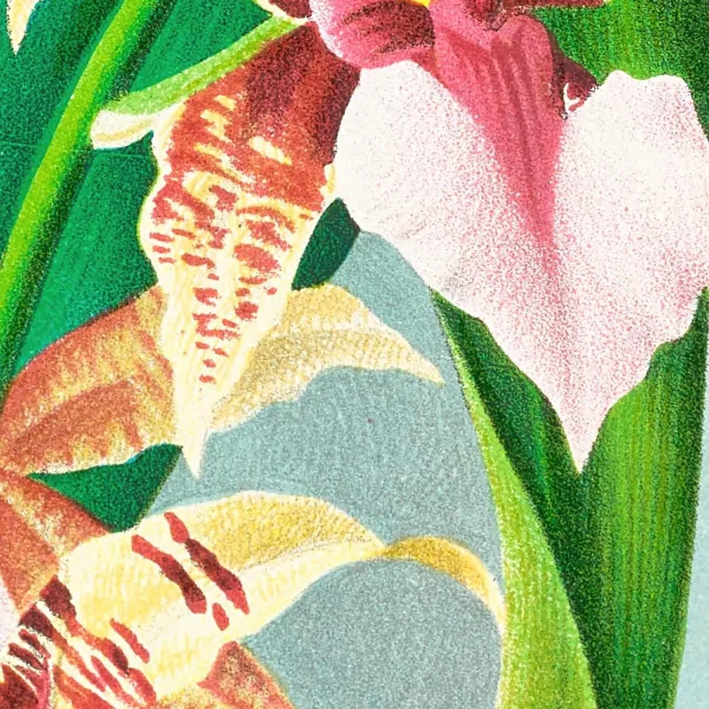 Ilustraciones Botánicas  Odontoglossum Hastilabium Jean Jules Linden
