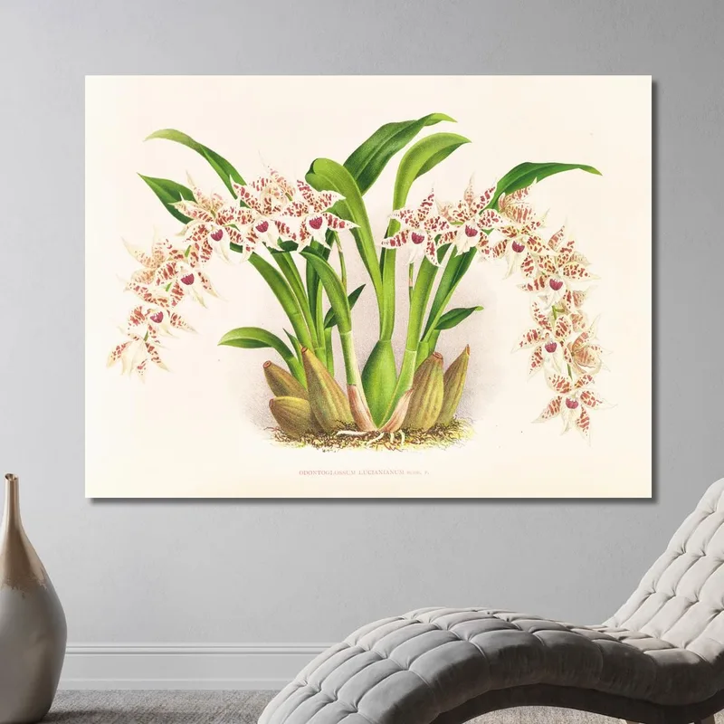 Botanische Illustrationen Odontoglossum Lucianianum Jean Jules Linden