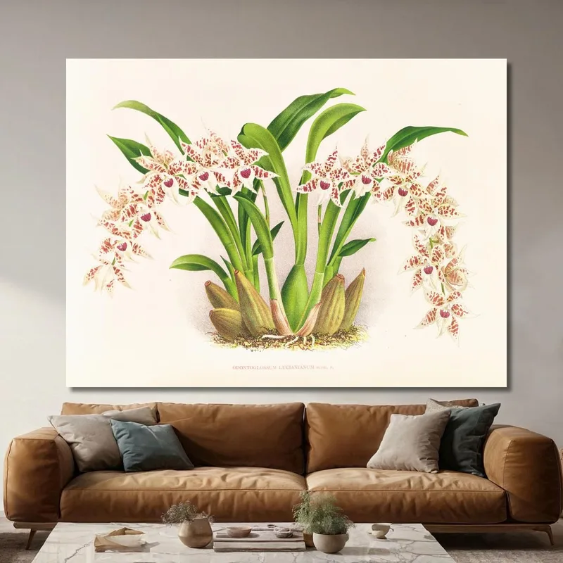 Botanische Illustrationen Odontoglossum Lucianianum Jean Jules Linden