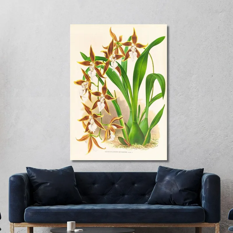 Botanische Illustrationen Odontoglossum Nevadense Jean Jules Linden