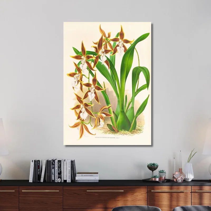Botanische Illustrationen Odontoglossum Nevadense Jean Jules Linden