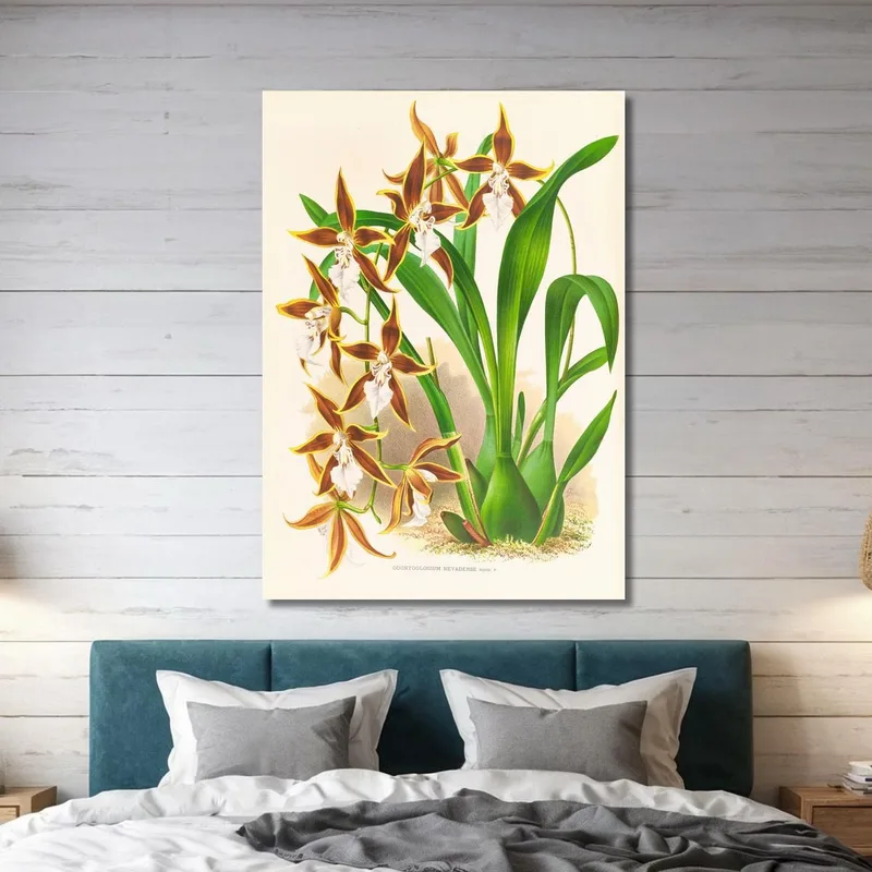 Botanische Illustrationen Odontoglossum Nevadense Jean Jules Linden