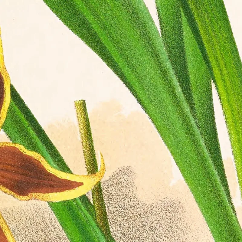 Botanische Illustrationen Odontoglossum Nevadense Jean Jules Linden