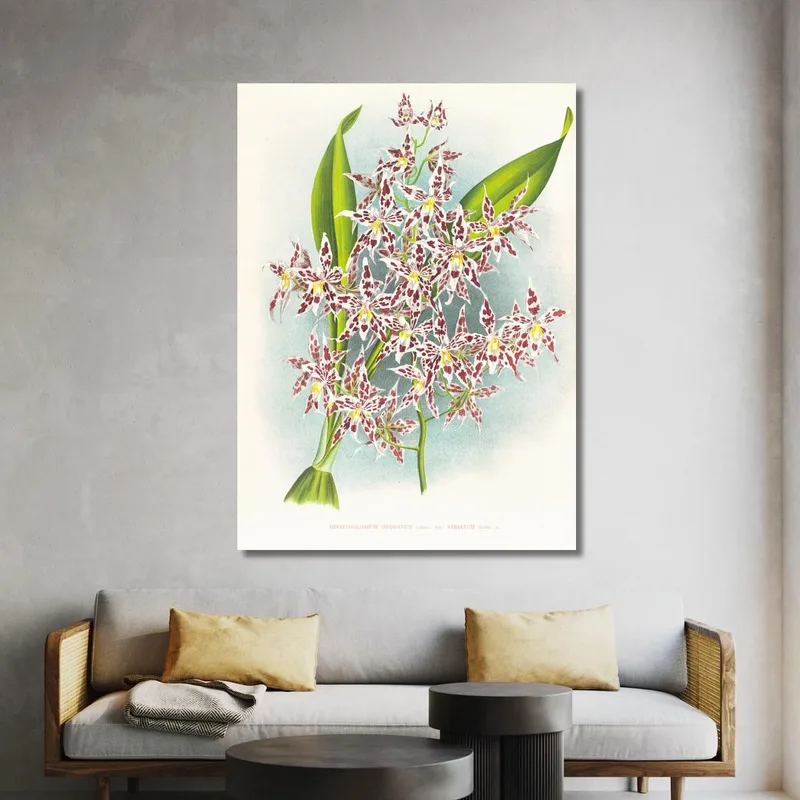 Botanical Illustrations Odontoglossum Odoratum Var Striatum Jean Jules Linden