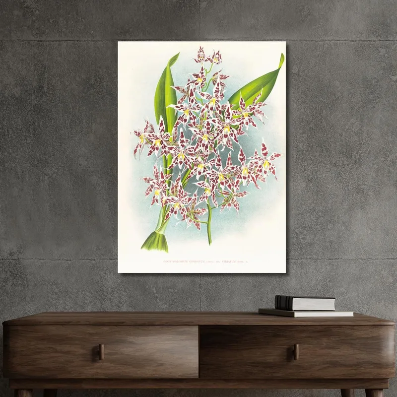 Botanical Illustrations Odontoglossum Odoratum Var Striatum Jean Jules Linden