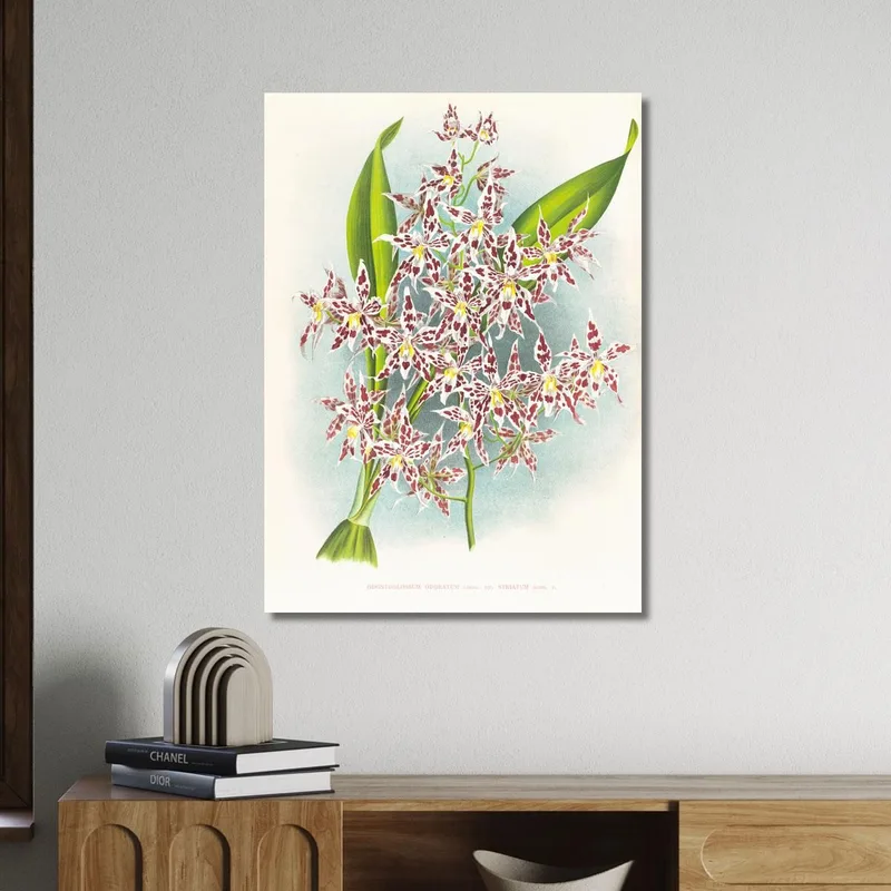 Botanical Illustrations Odontoglossum Odoratum Var Striatum Jean Jules Linden