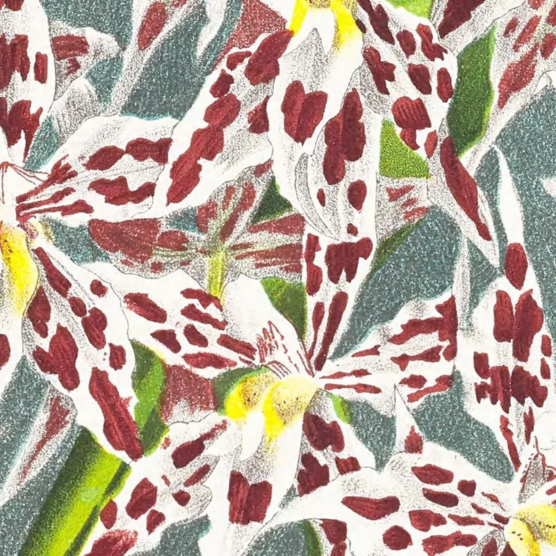 Botanical Illustrations Odontoglossum Odoratum Var Striatum Jean Jules Linden