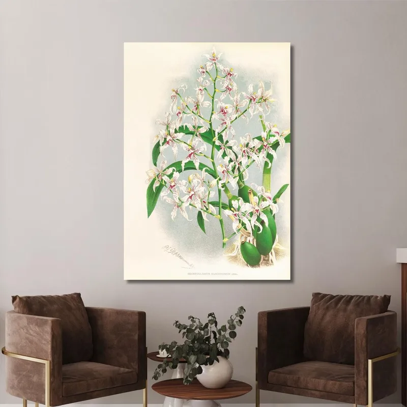Illustrazioni Botaniche Odontoglossum Ramosissimum Jean Jules Linden