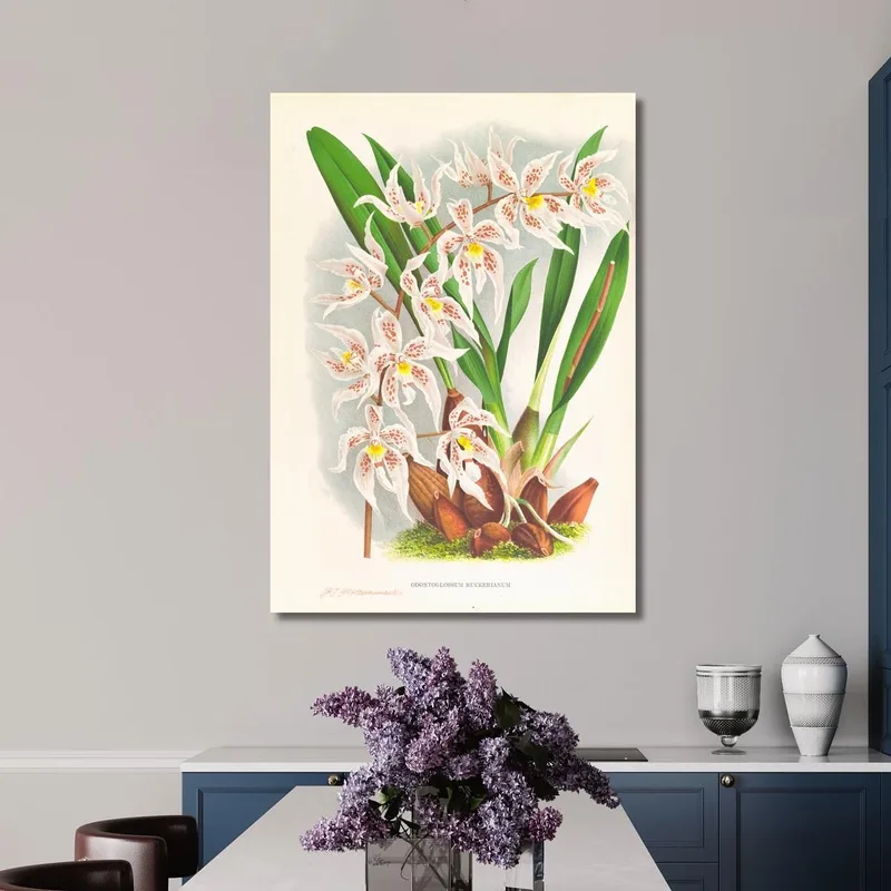 Botanical Illustrations Odontoglossum Ruckerianum Jean Jules Linden