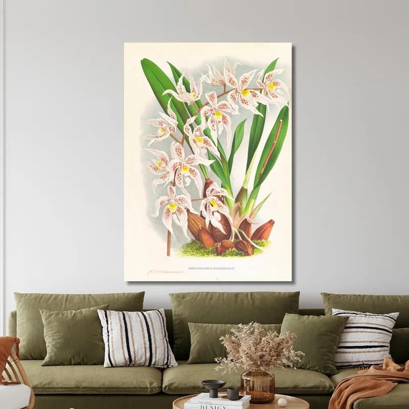 Botanical Illustrations Odontoglossum Ruckerianum Jean Jules Linden