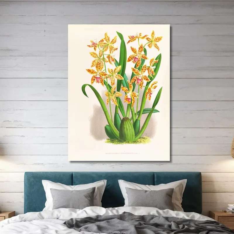 Botanical Illustrations Odontoglossum Schillerianum Jean Jules Linden