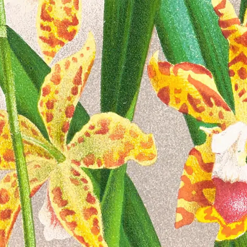 Botanical Illustrations Odontoglossum Schillerianum Jean Jules Linden