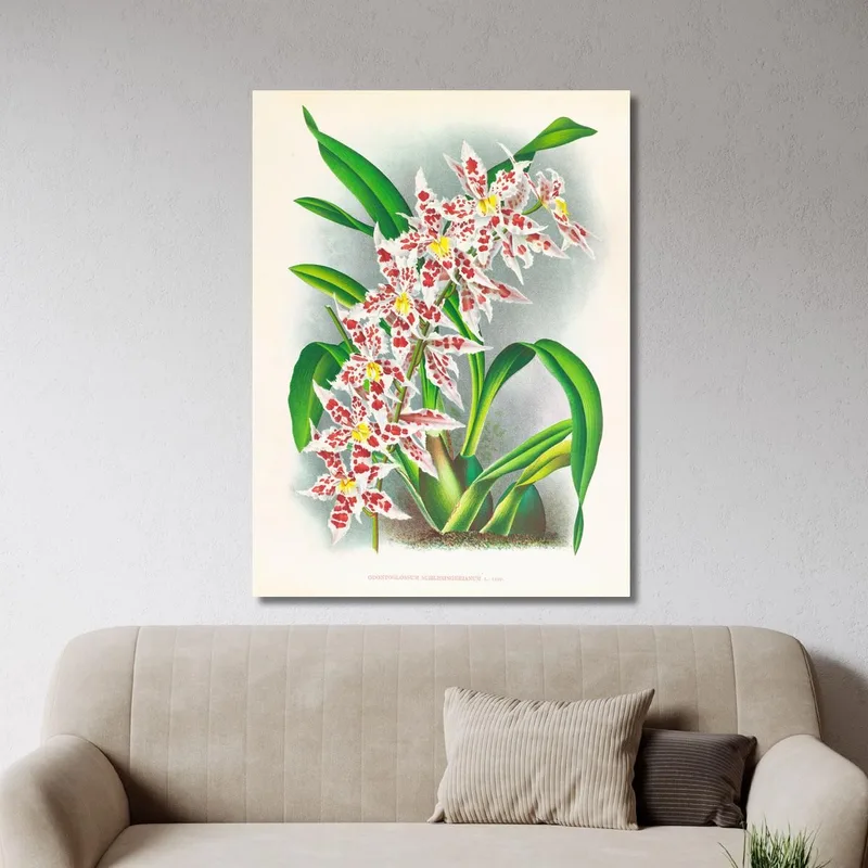 Botanische Illustrationen Odontoglossum Schlesingerianum Jean Jules Linden