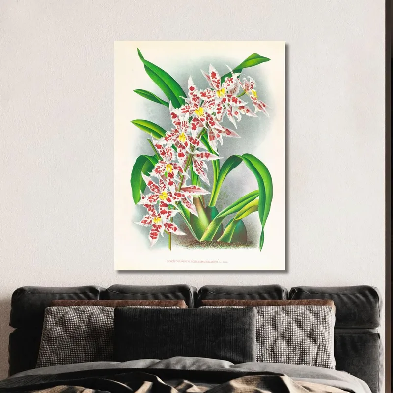 Botanische Illustrationen Odontoglossum Schlesingerianum Jean Jules Linden