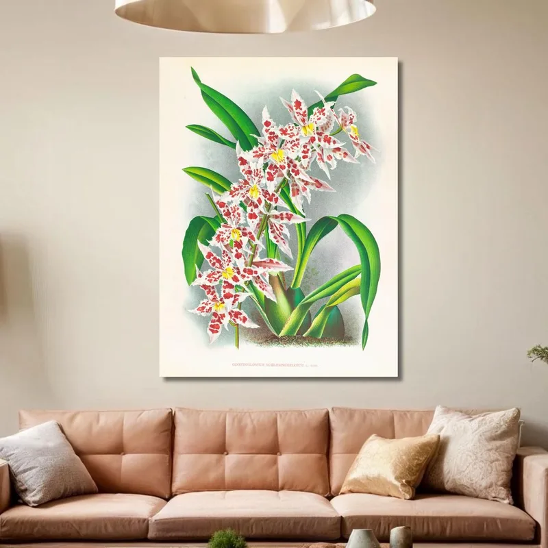 Botanische Illustrationen Odontoglossum Schlesingerianum Jean Jules Linden