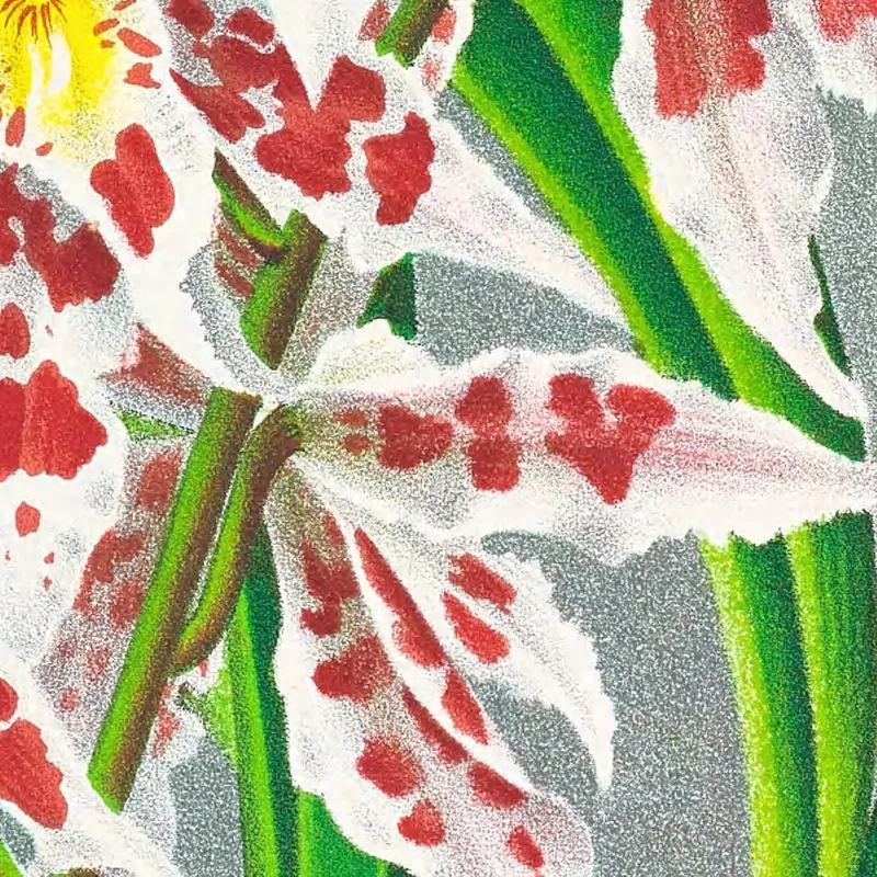 Botanische Illustrationen Odontoglossum Schlesingerianum Jean Jules Linden