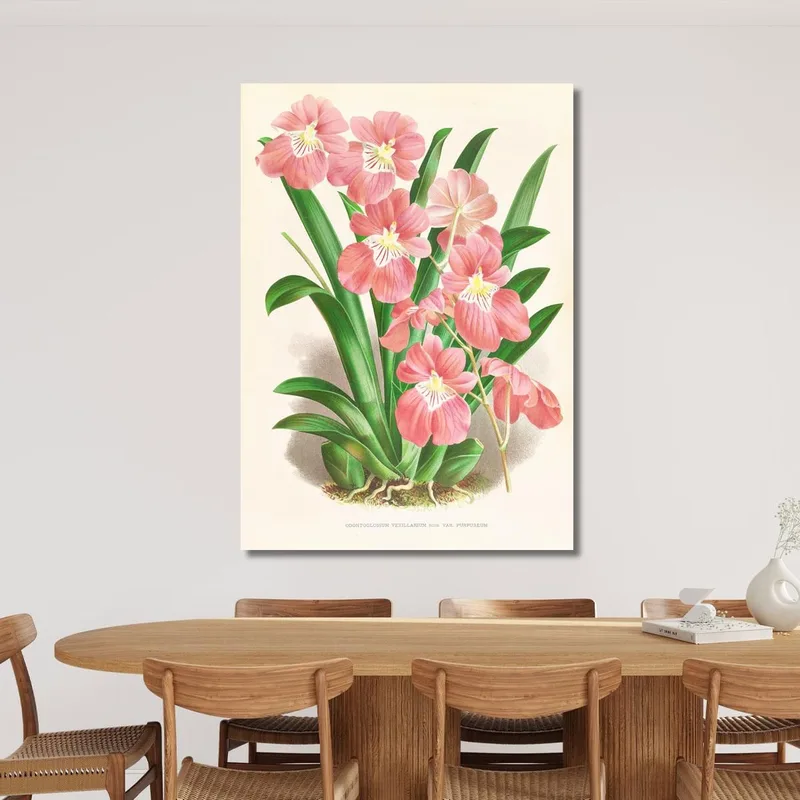 Illustrations Botaniques  Odontoglossum Vexillarium Jean Jules Linden