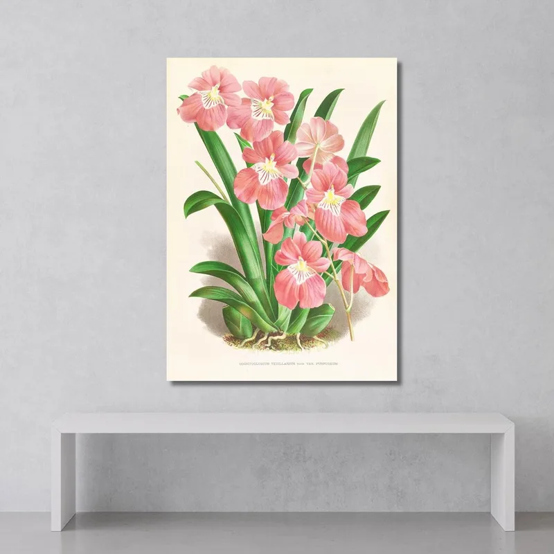 Illustrations Botaniques  Odontoglossum Vexillarium Jean Jules Linden