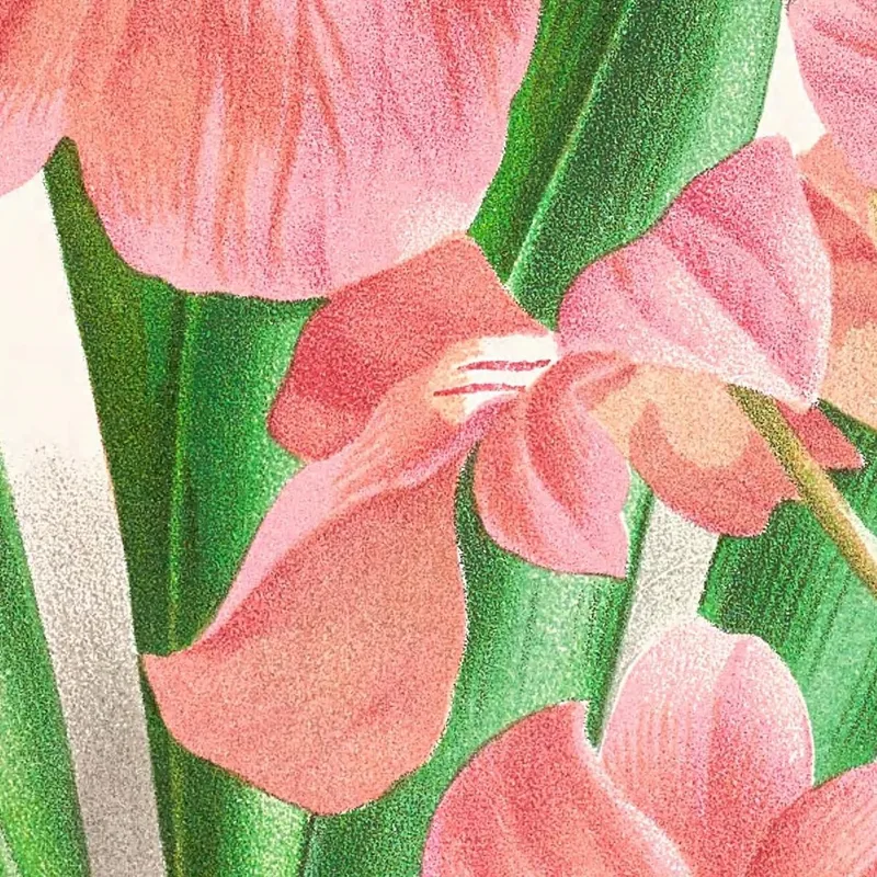 Illustrations Botaniques  Odontoglossum Vexillarium Jean Jules Linden