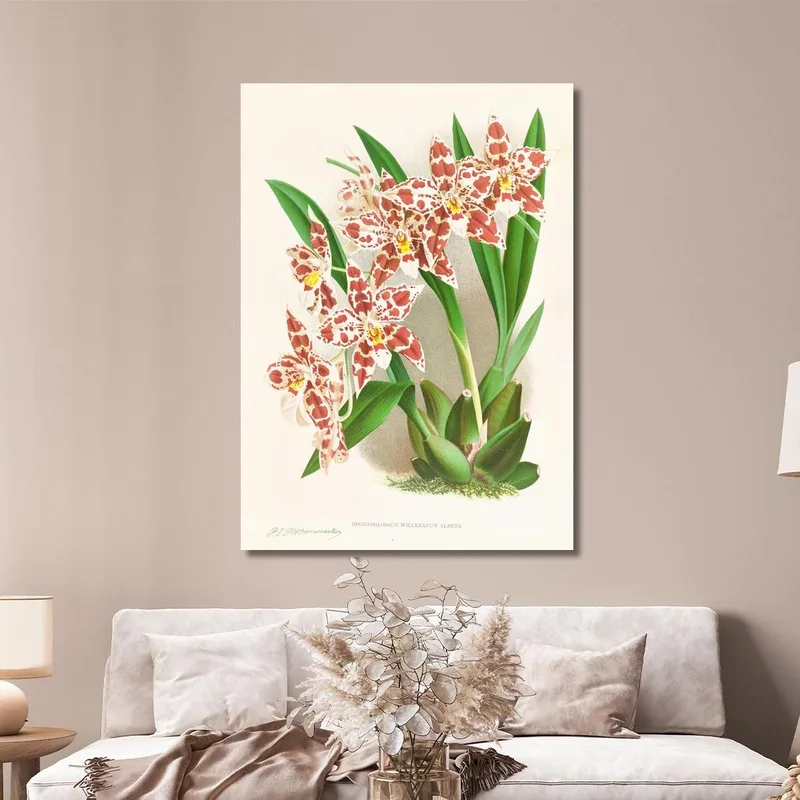 Botanische Illustrationen Odontoglossum Wilckeanum Albens Jean Jules Linden