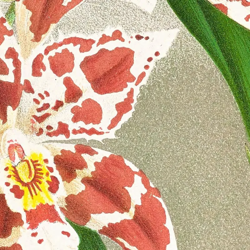 Botanische Illustrationen Odontoglossum Wilckeanum Albens Jean Jules Linden