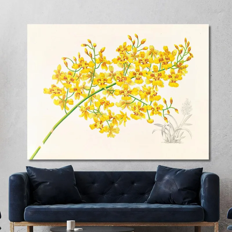 Botanische Illustrationen Oncidium Aurosum Jean Jules Linden
