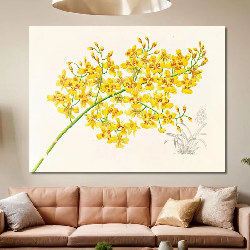 Botanische Illustrationen Oncidium Aurosum Jean Jules Linden