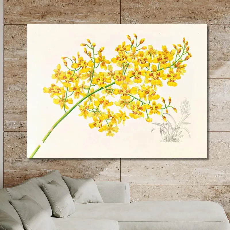 Botanische Illustrationen Oncidium Aurosum Jean Jules Linden