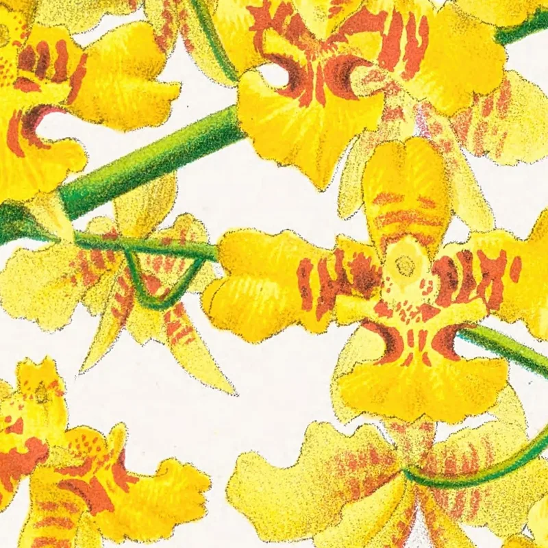 Botanische Illustrationen Oncidium Aurosum Jean Jules Linden