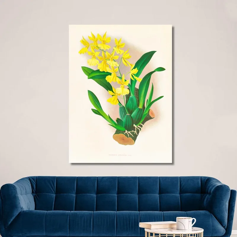 Botanische Illustrationen Oncidium Concolor Jean Jules Linden