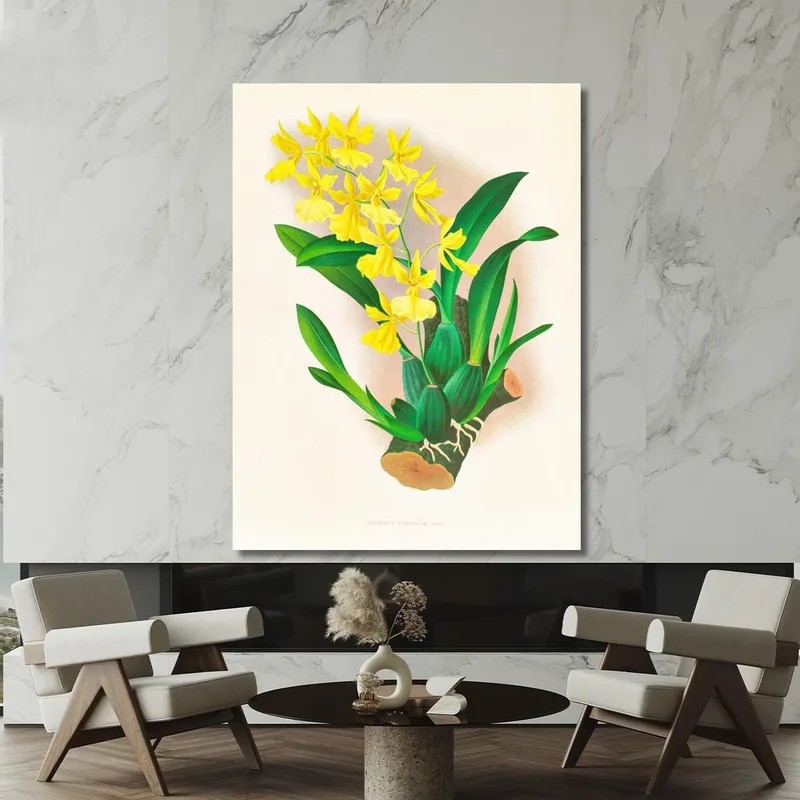 Botanische Illustrationen Oncidium Concolor Jean Jules Linden