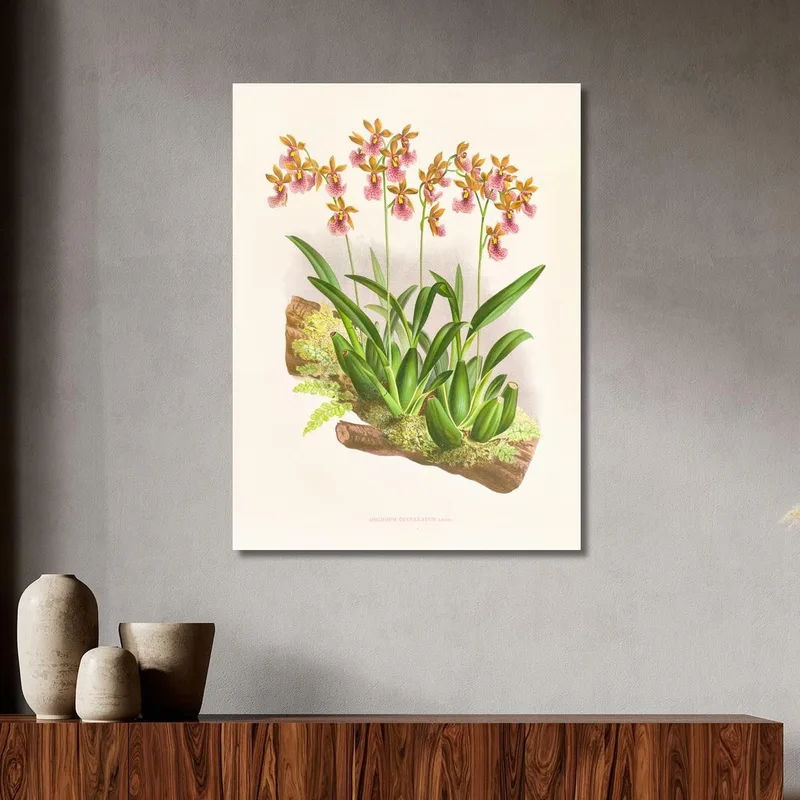 Botanische Illustrationen Oncidium Cucullatum Jean Jules Linden