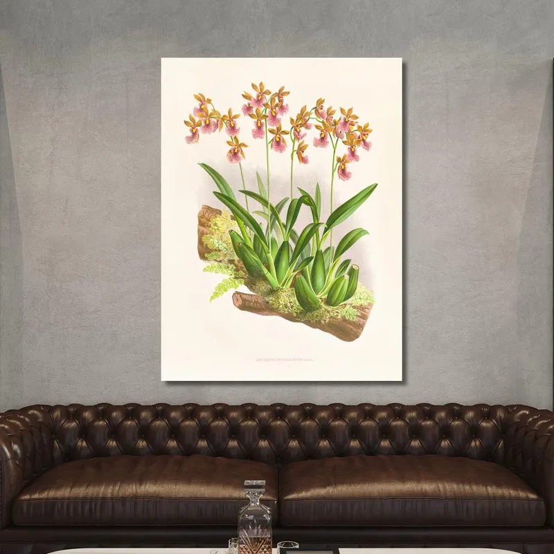 Botanische Illustrationen Oncidium Cucullatum Jean Jules Linden