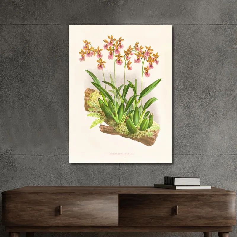 Botanische Illustrationen Oncidium Cucullatum Jean Jules Linden
