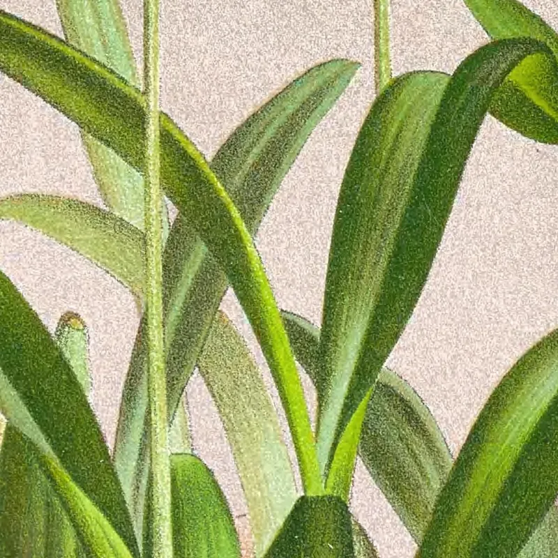 Botanische Illustrationen Oncidium Cucullatum Jean Jules Linden